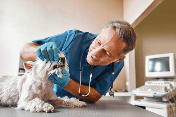 Best Walk-In Emergency Dental Services in Collierville, TN
